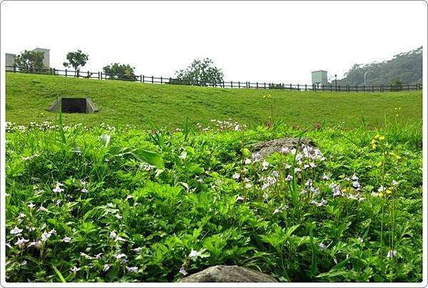 大溝溪步道_23.JPG