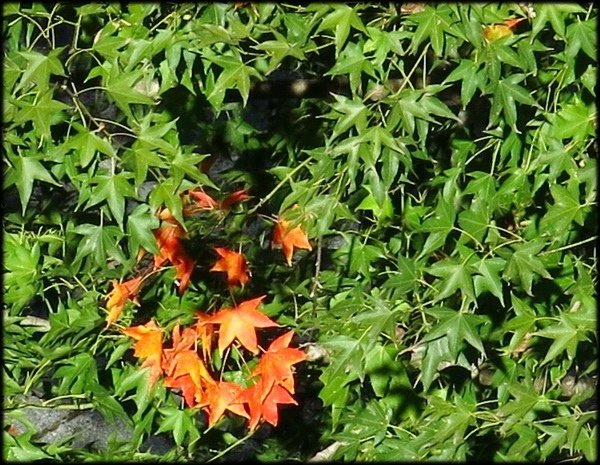 小烏來風景區_020.jpg