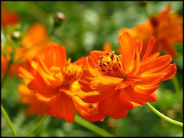 新社花海_09.JPG