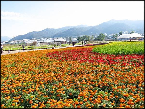 新社花海_73.jpg