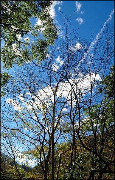 秀巒楓樹林_59.jpg