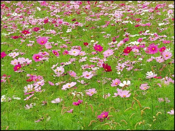 風尾土亢賞花海_019.jpg