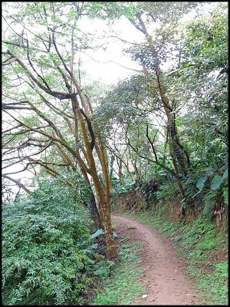 石灰土亢山稜線步道_022.jpg