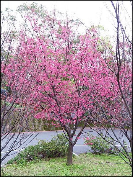 壽山岩公園櫻花綻放_03.jpg