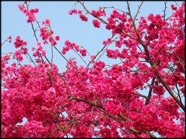 櫻花_02.jpg