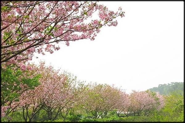 三生步道櫻花盛開_051.jpg