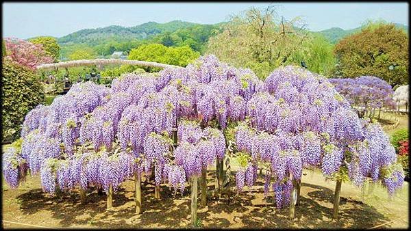 足利紫藤花卉公園(8) -02.jpg