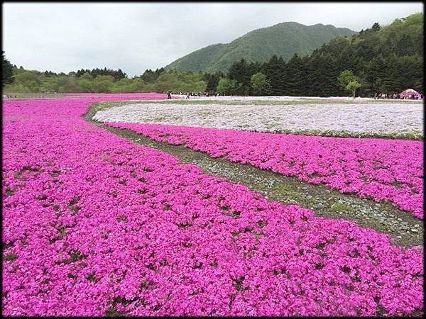 富士芝櫻祭(11)_4769.2.jpg