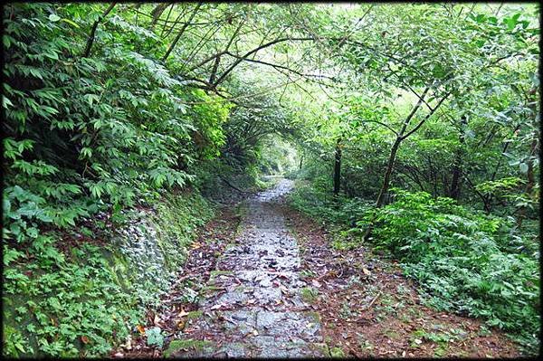 平湖森林步道_10.jpg