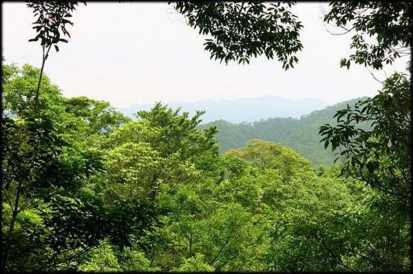 平湖森林步道_17.jpg