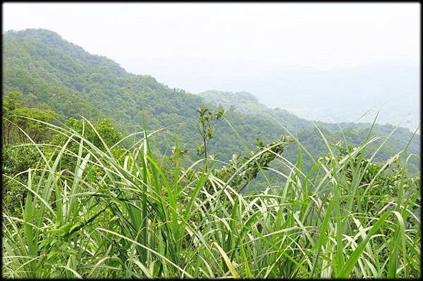 平湖森林步道_37.jpg