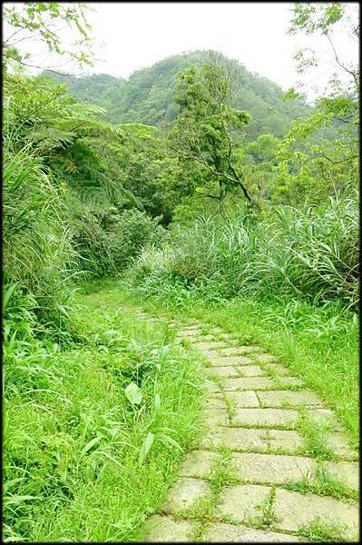 平湖森林步道_57.jpg