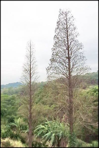 龍泉步道_010.jpg