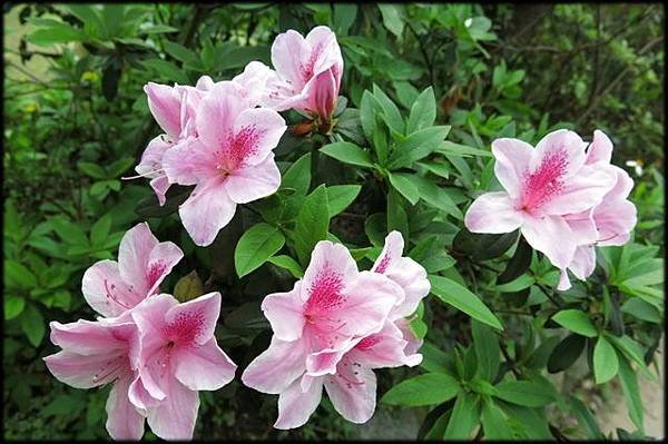三芝三生步道賞櫻_025.JPG