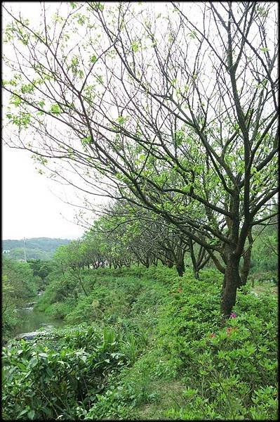 三芝三生步道賞櫻_034.jpg
