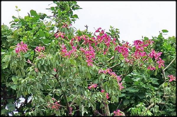 南港公園_040.jpg