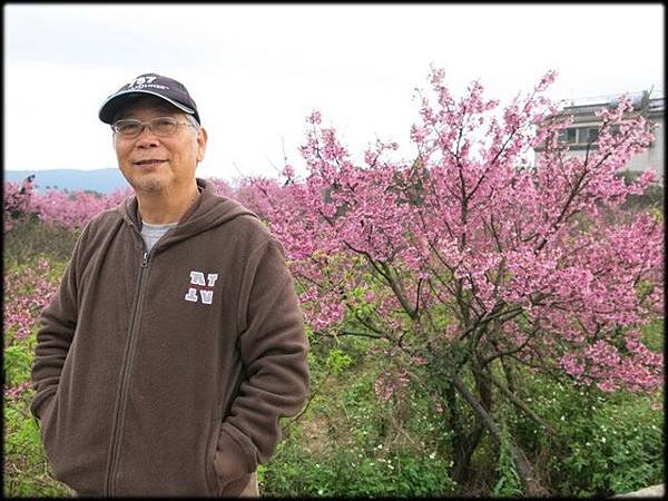2018平菁街櫻花_144.JPG