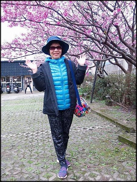 2018平菁街櫻花_225.jpg
