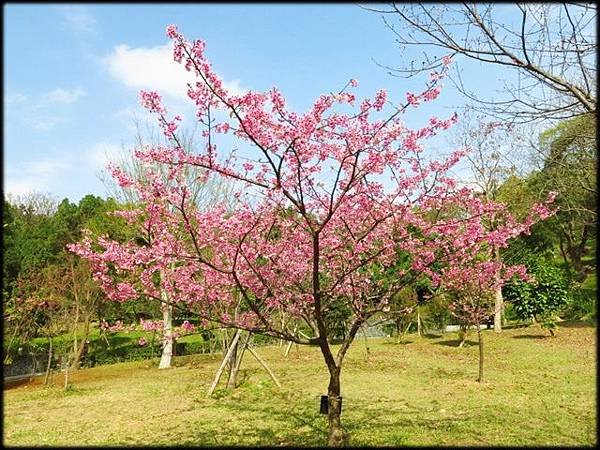 長庚養生文化村櫻花_007.jpg