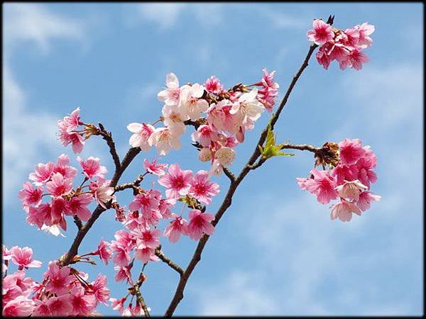 長庚養生文化村櫻花_034.jpg