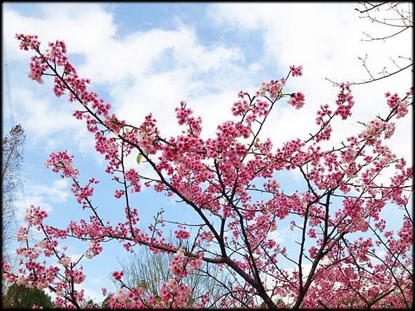 長庚養生文化村櫻花_038.jpg