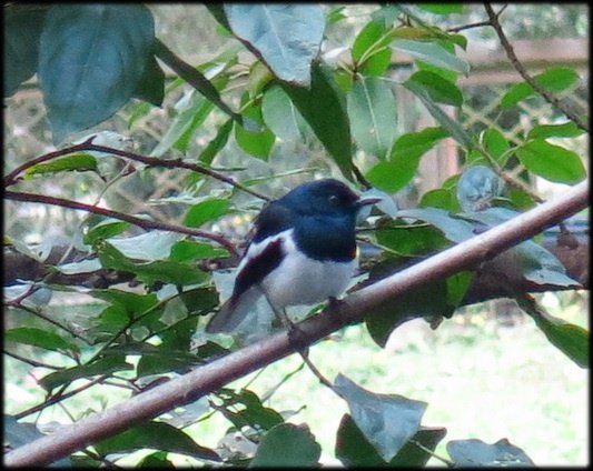 2018春節植物園_051.jpg