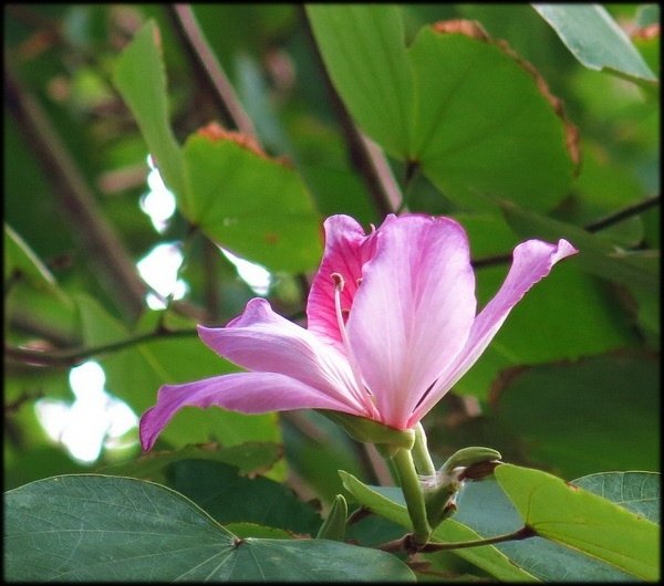 2018春節植物園_052.jpg