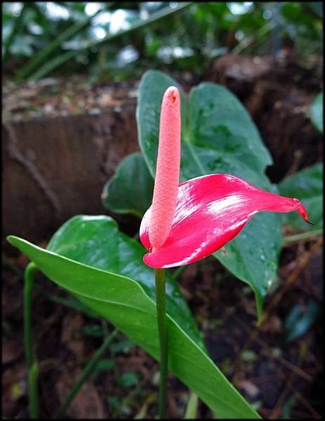 2018春節植物園_054.jpg