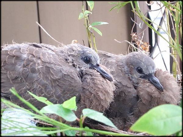 班鳩孫回家-1_43.jpg