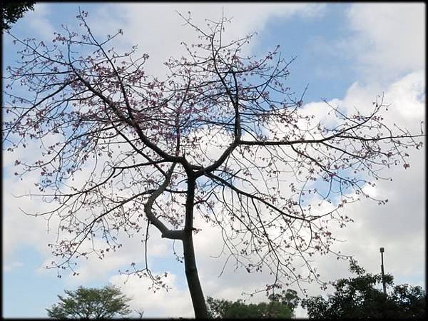 龍山國中花烏篇_46.jpg