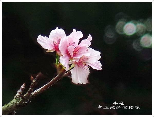 2019中正堂櫻花_023.jpg