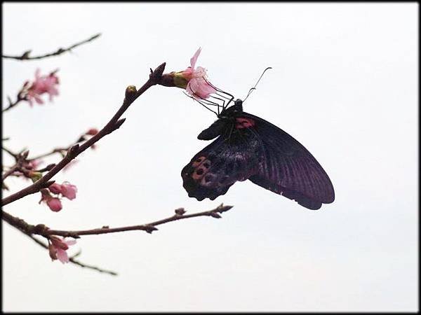 2019三生步道櫻花_051.jpg