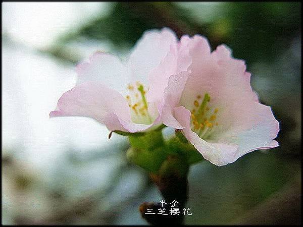 2019三生步道櫻花_127.jpg