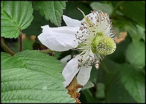 2019植物園風玲花_040.jpg