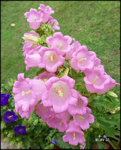 2019植物園風玲花_090.jpg