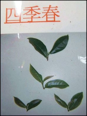 林口生津茶廠_101.jpg