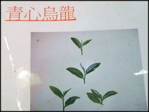 林口生津茶廠_102.jpg