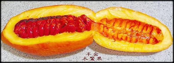 木鱉果_02.jpg