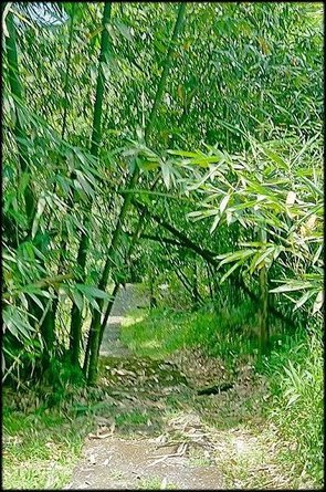 逸仙山步道-1_010.jpg