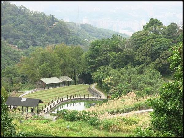 貓空樟樹步道_006.JPG