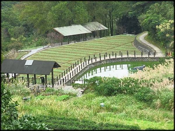 貓空樟樹步道_007.JPG