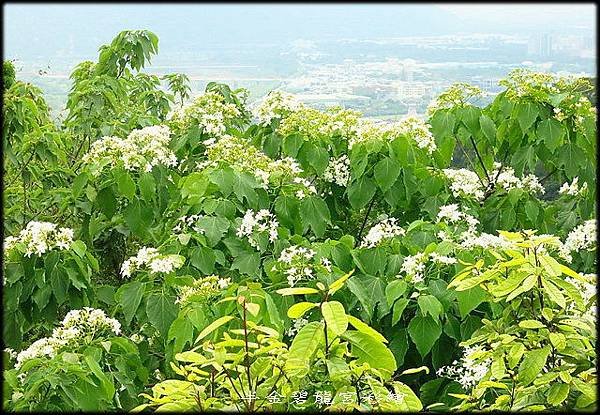 碧龍宮彩繪_053.jpg