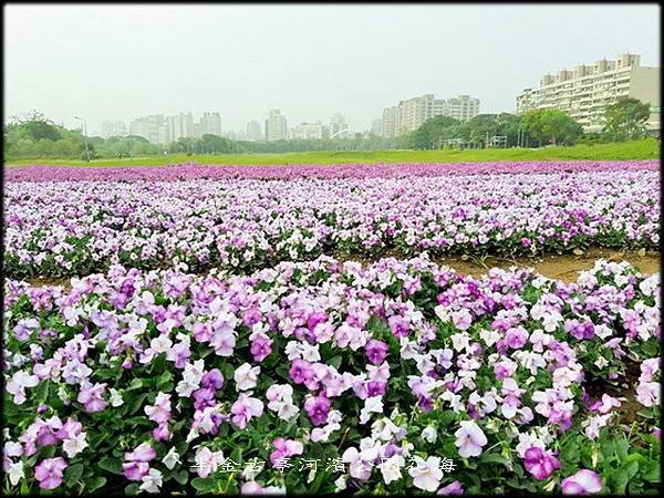 古亭河濱公園紫色花海-2_049.jpg