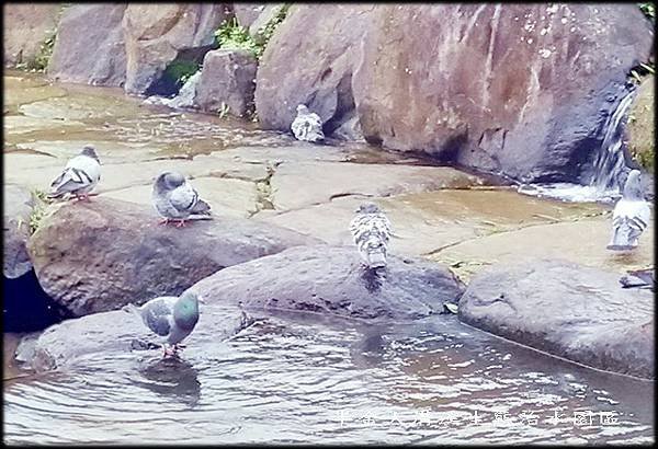 大溝溪生態治水園區-1_014.jpg