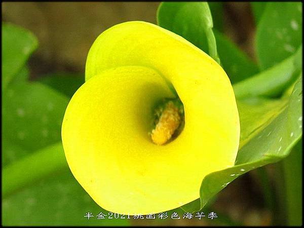2021桃園彩色海芋季_032.jpg