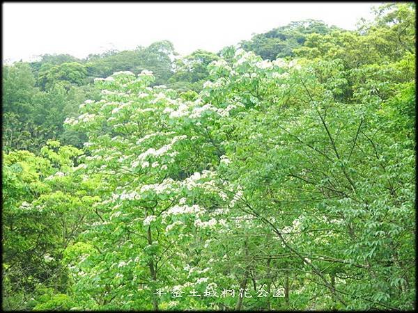 土城桐花公園_003.jpg