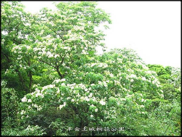 土城桐花公園_025.jpg