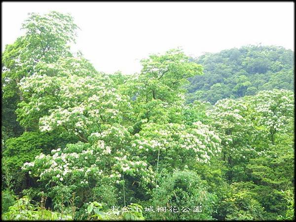 土城桐花公園_022.jpg