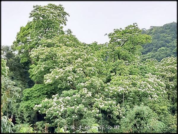 土城桐花公園-3_049.jpg