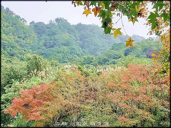 坪林石雕公園蕨類步道_002.jpg